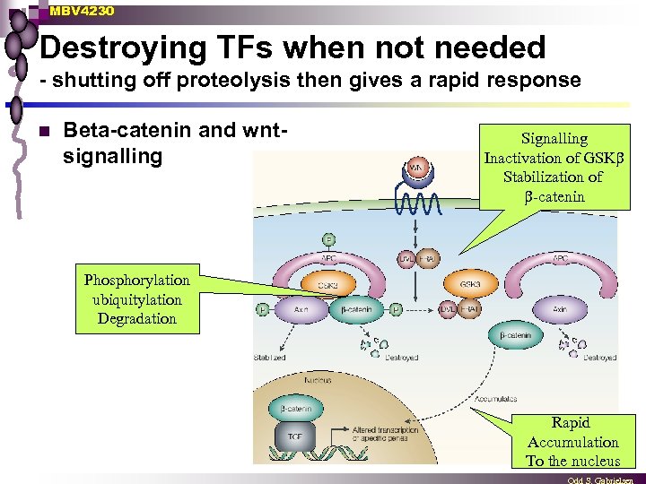 MBV 4230 Destroying TFs when not needed - shutting off proteolysis then gives a