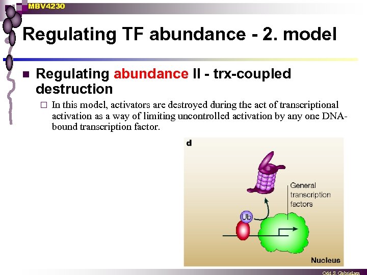 MBV 4230 Regulating TF abundance - 2. model n Regulating abundance II - trx-coupled