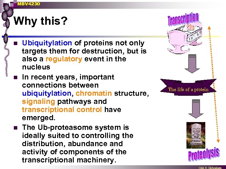 MBV 4230 Why this? n n n Ubiquitylation of proteins not only targets them