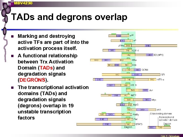 MBV 4230 TADs and degrons overlap n n n Marking and destroying active TFs