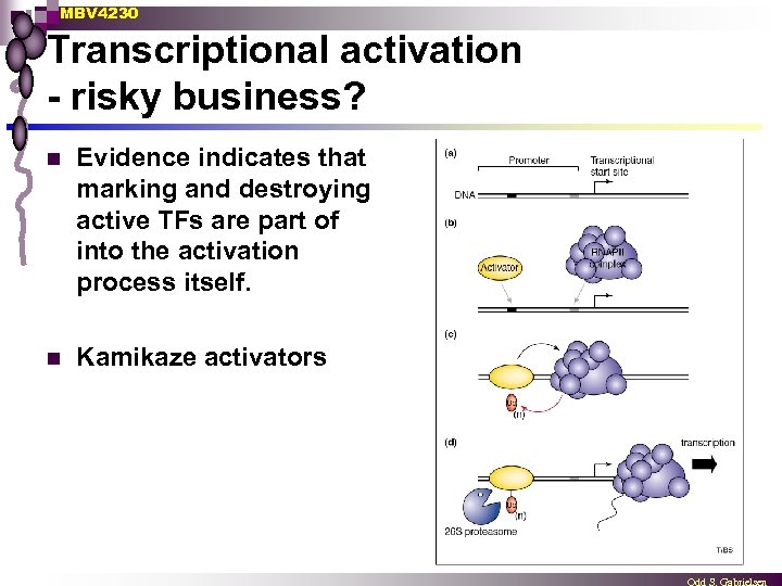 MBV 4230 Transcriptional activation - risky business? n Evidence indicates that marking and destroying