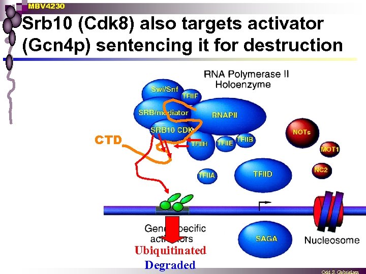 MBV 4230 Srb 10 (Cdk 8) also targets activator (Gcn 4 p) sentencing it