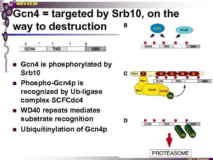 MBV 4230 Gcn 4 = targeted by Srb 10, on the way to destruction