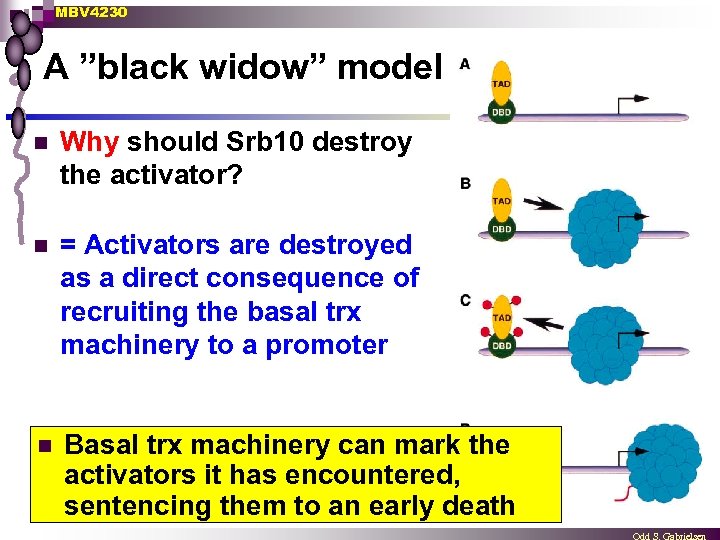 MBV 4230 A ”black widow” model n Why should Srb 10 destroy the activator?