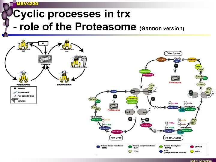 MBV 4230 Cyclic processes in trx - role of the Proteasome (Gannon version) 