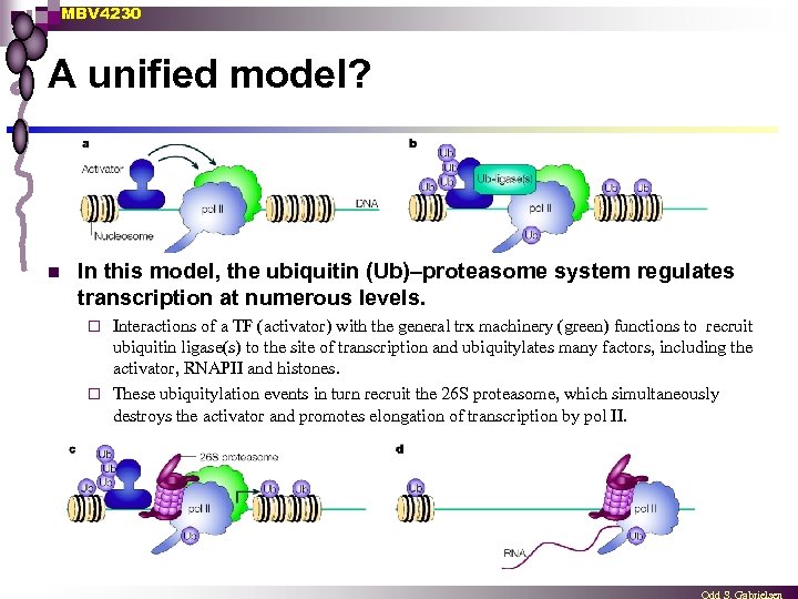 MBV 4230 A unified model? n In this model, the ubiquitin (Ub)–proteasome system regulates