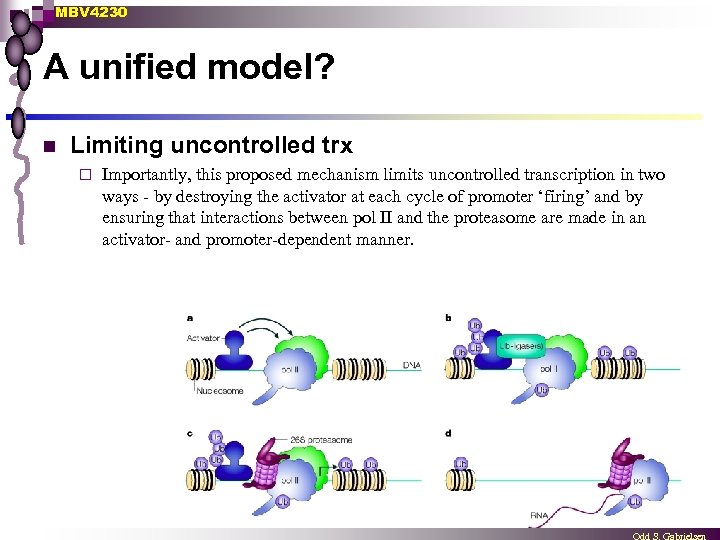 MBV 4230 A unified model? n Limiting uncontrolled trx ¨ Importantly, this proposed mechanism