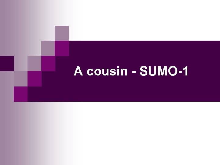 A cousin - SUMO-1 