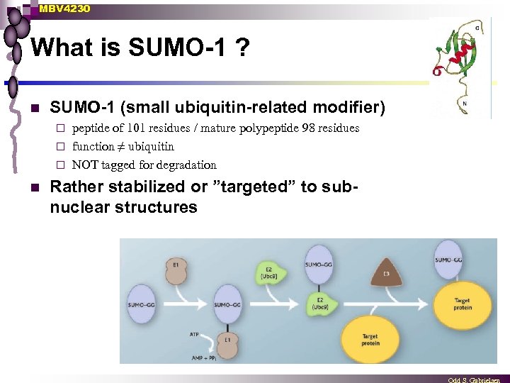 MBV 4230 What is SUMO-1 ? n SUMO-1 (small ubiquitin-related modifier) peptide of 101