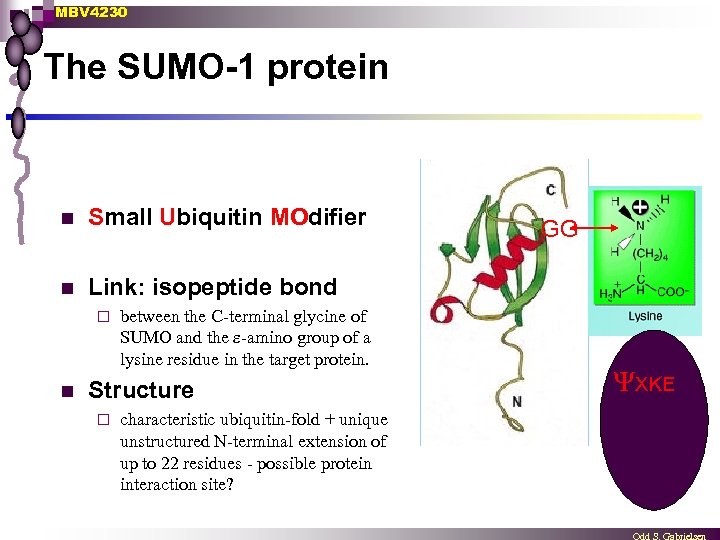 MBV 4230 The SUMO-1 protein n Small Ubiquitin MOdifier n Link: isopeptide bond ¨
