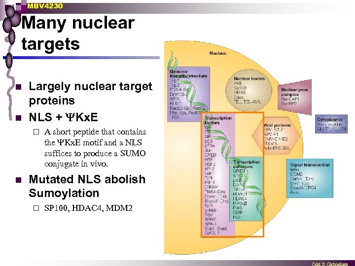 MBV 4230 Many nuclear targets n n Largely nuclear target proteins NLS + Kx.
