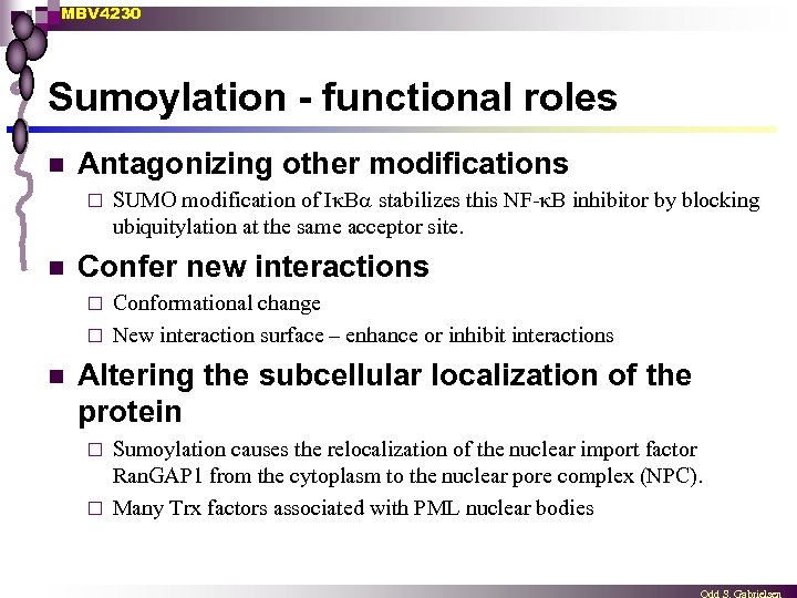 MBV 4230 Sumoylation - functional roles n Antagonizing other modifications ¨ n SUMO modification