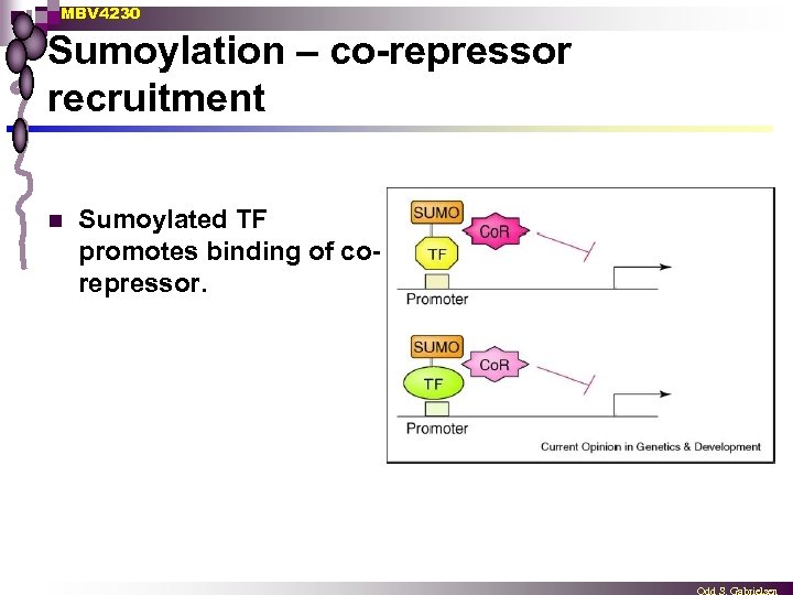 MBV 4230 Sumoylation – co-repressor recruitment n Sumoylated TF promotes binding of corepressor. 