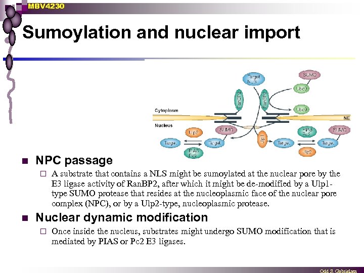 MBV 4230 Sumoylation and nuclear import n NPC passage ¨ n A substrate that