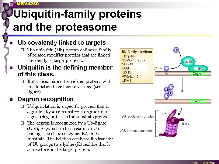 MBV 4230 Ubiquitin-family proteins and the proteasome n Ub covalently linked to targets ¨