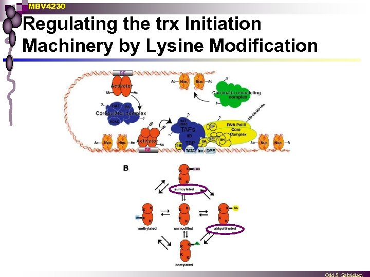 MBV 4230 Regulating the trx Initiation Machinery by Lysine Modification 