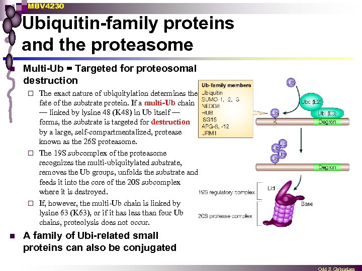 MBV 4230 Ubiquitin-family proteins and the proteasome n Multi-Ub = Targeted for proteosomal destruction