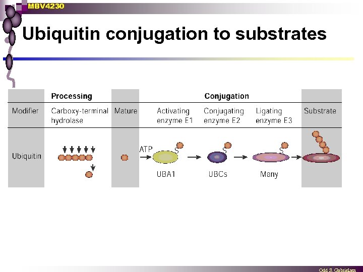 MBV 4230 Ubiquitin conjugation to substrates 