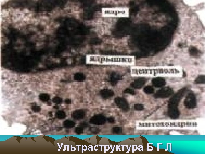 Ультраструктура Б Г Л 