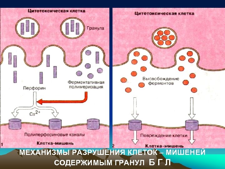МЕХАНИЗМЫ РАЗРУШЕНИЯ КЛЕТОК – МИШЕНЕЙ СОДЕРЖИМЫМ ГРАНУЛ Б Г Л 