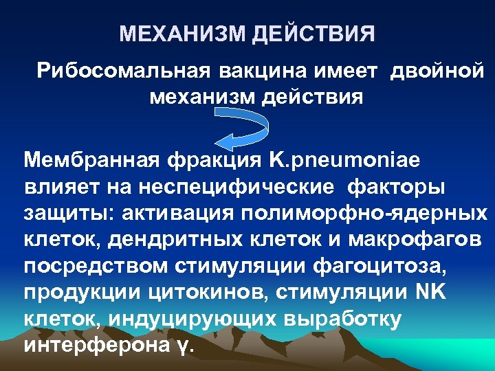 МЕХАНИЗМ ДЕЙСТВИЯ Рибосомальная вакцина имеет двойной механизм действия Мембранная фракция K. pneumoniae влияет на