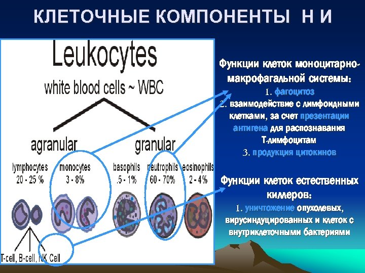 КЛЕТОЧНЫЕ КОМПОНЕНТЫ Н И Функции клеток моноцитарномакрофагальной системы: 1. фагоцитоз 2. взаимодействие с лимфоидными