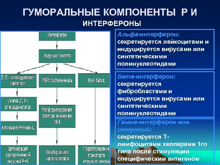 ГУМОРАЛЬНЫЕ КОМПОНЕНТЫ Р И ИНТЕРФЕРОНЫ Альфа-интерферон: секретируется лейкоцитами и индуцируется вирусами или синтетическими полинуклеотидами