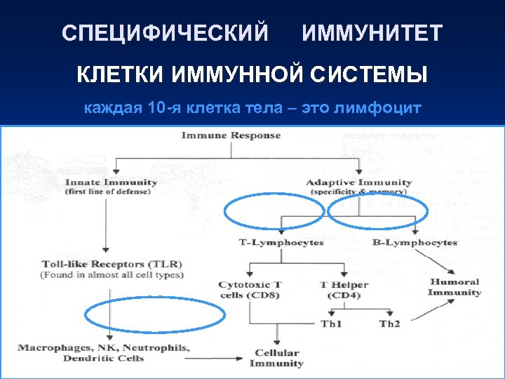 СПЕЦИФИЧЕСКИЙ ИММУНИТЕТ КЛЕТКИ ИММУННОЙ СИСТЕМЫ каждая 10 -я клетка тела – это лимфоцит 