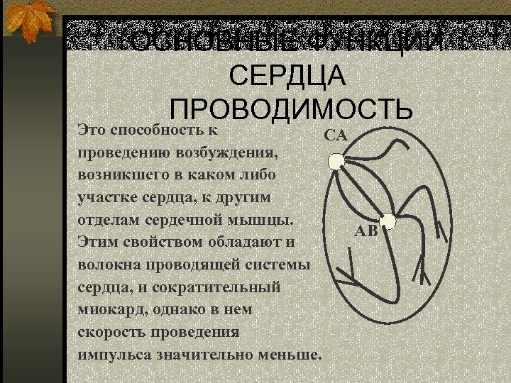 ОСНОВНЫЕ ФУНКЦИИ СЕРДЦА ПРОВОДИМОСТЬ Это способность к СА проведению возбуждения, возникшего в каком либо