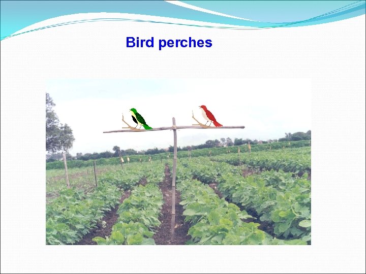 Bird perches 