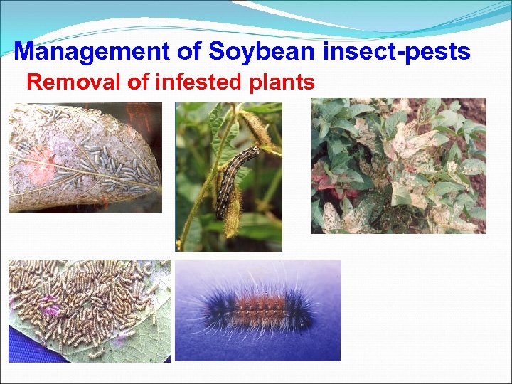 Management of Soybean insect-pests Removal of infested plants 