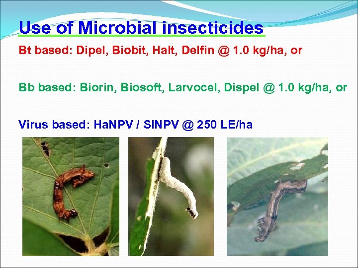 Use of Microbial insecticides Bt based: Dipel, Biobit, Halt, Delfin @ 1. 0 kg/ha,