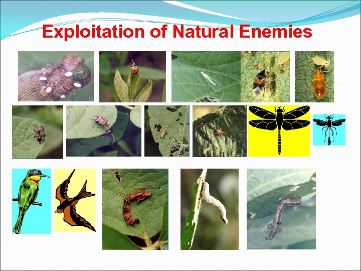 Exploitation of Natural Enemies 