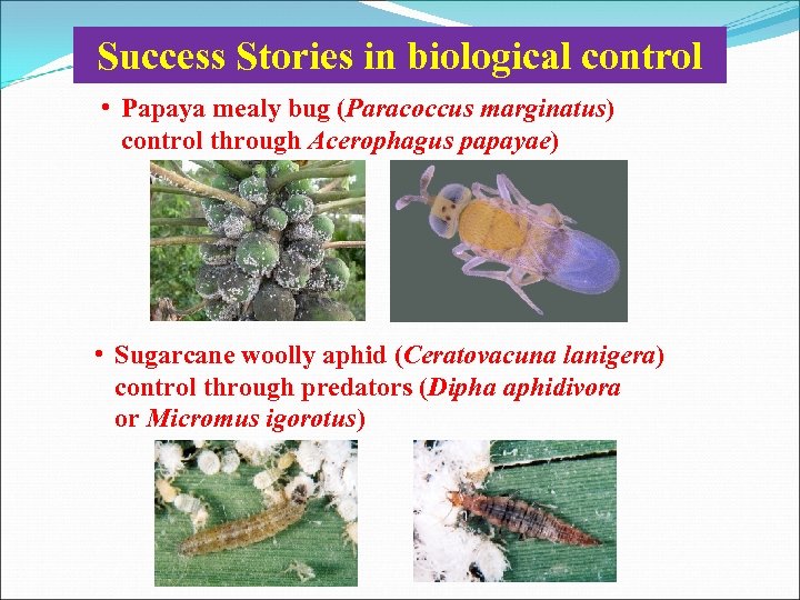 Success Stories in biological control • Papaya mealy bug (Paracoccus marginatus) control through Acerophagus