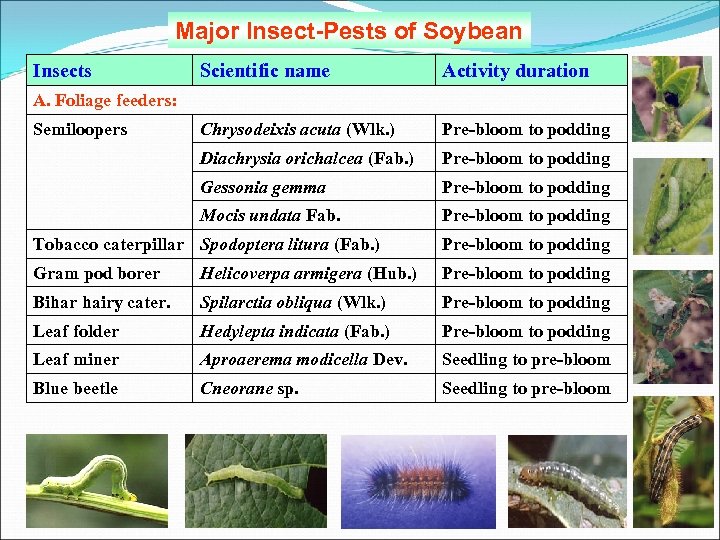 Major Insect-Pests of Soybean Insects Scientific name Activity duration A. Foliage feeders: Semiloopers Chrysodeixis