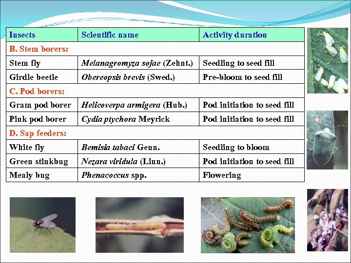 Insects Scientific name Activity duration Stem fly Melanagromyza sojae (Zehnt. ) Seedling to seed
