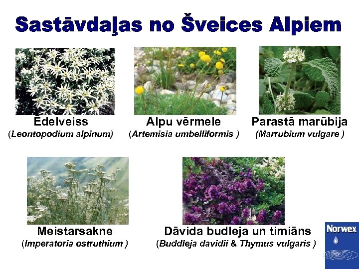 Ēdelveiss Alpu vērmele Parastā marūbija (Leontopodium alpinum) (Artemisia umbelliformis ) (Marrubium vulgare ) Meistarsakne