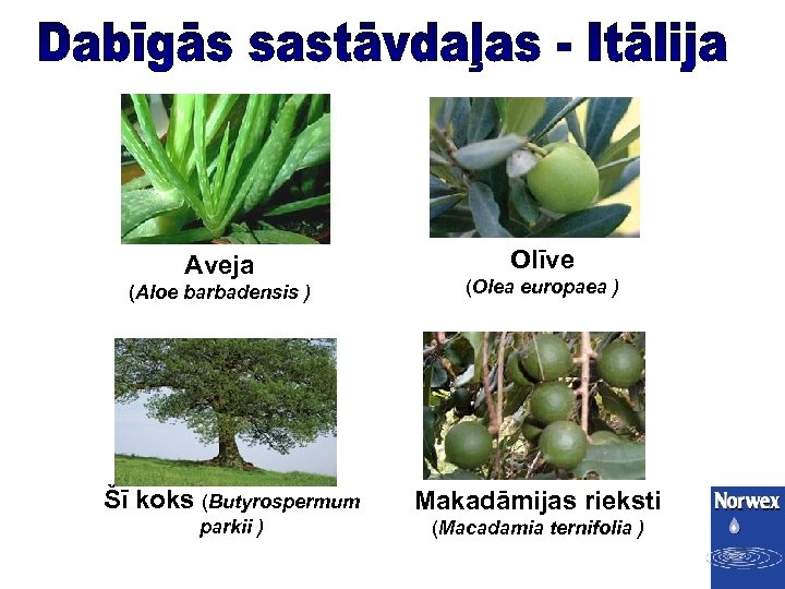 Aveja (Aloe barbadensis ) Olīve (Olea europaea ) Šī koks (Butyrospermum Makadāmijas rieksti parkii