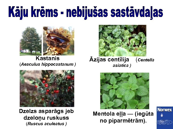 Kastanis (Aesculus hippocastanum ) Dzelzs asparāgs jeb dzeloņu ruskuss (Ruscus aculeatus ) Āzijas centīlija