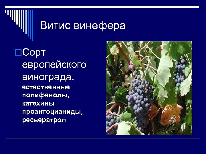 Витис винефера o. Сорт европейского винограда. естественные полифенолы, катехины проантоцианиды, ресвератрол 
