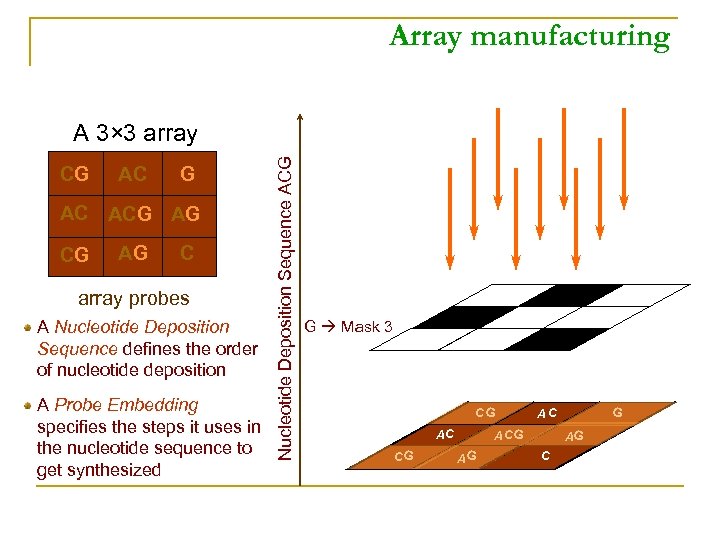 Array manufacturing CG AC ACG AG C array probes A Nucleotide Deposition Sequence defines