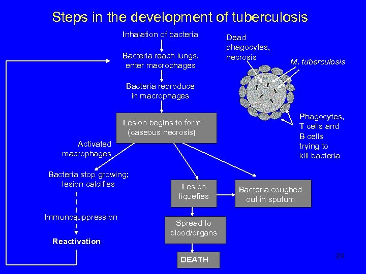 Steps in the development of tuberculosis Inhalation of bacteria Bacteria reach lungs, enter macrophages