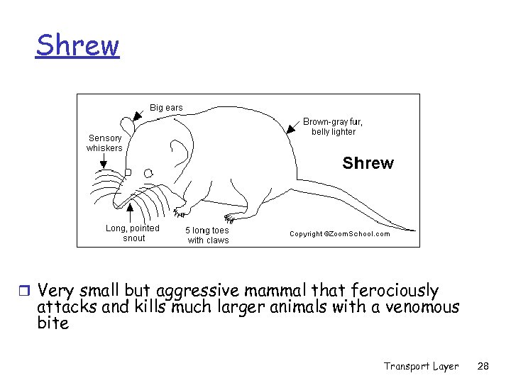 Shrew r Very small but aggressive mammal that ferociously attacks and kills much larger