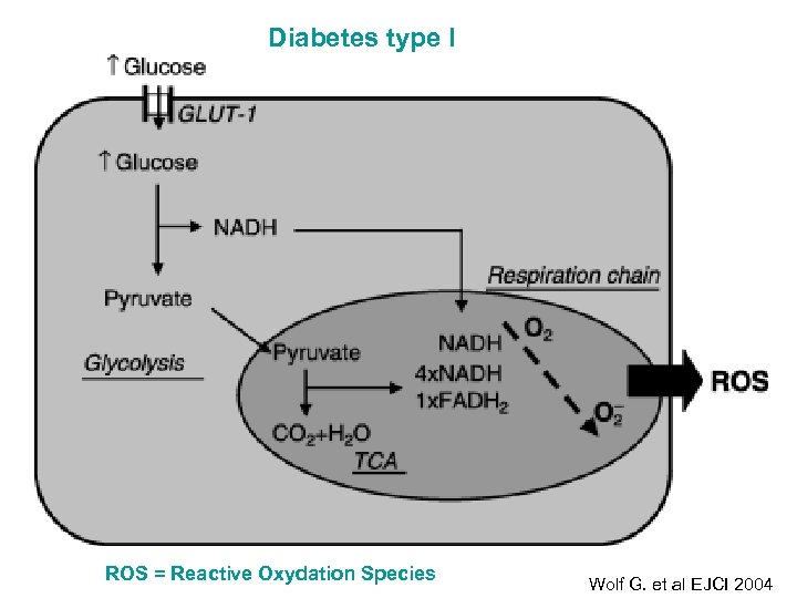 Diabetes type I ROS = Reactive Oxydation Species Wolf G. et al EJCI 2004