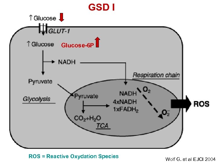 GSD I Glucose-6 P ROS = Reactive Oxydation Species Wolf G. et al EJCI