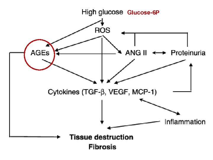 Glucose-6 P 