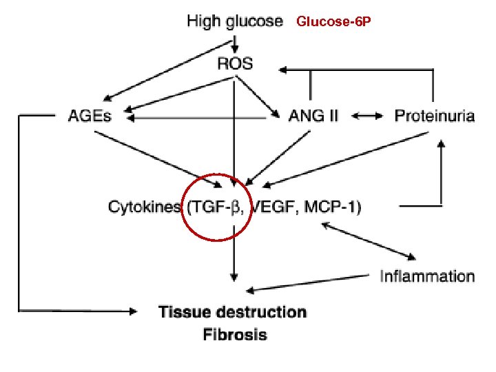 Glucose-6 P 