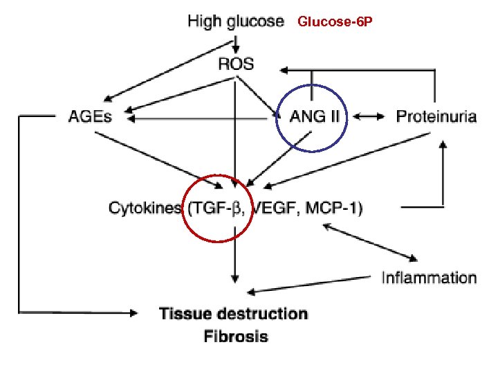 Glucose-6 P 