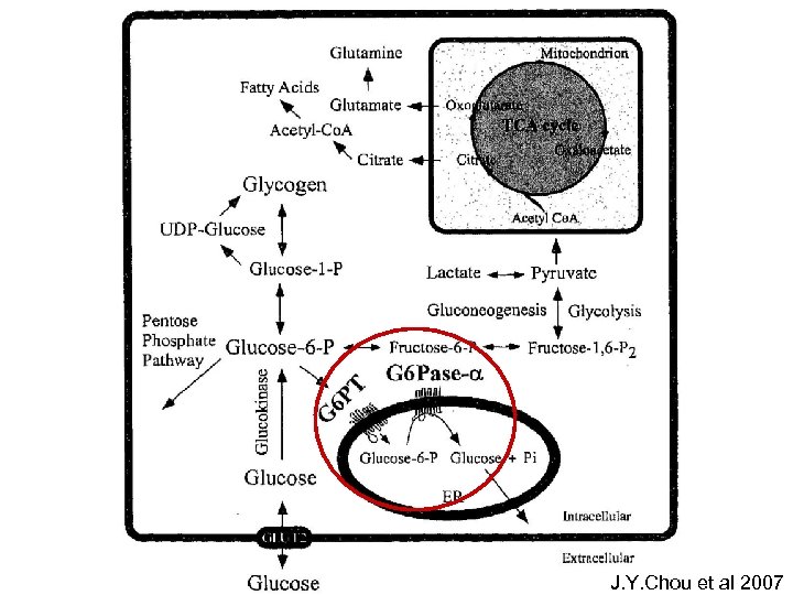 J. Y. Chou et al 2007 