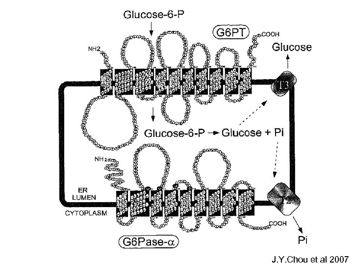 J. Y. Chou et al 2007 